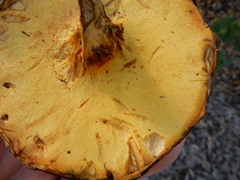 Boletus sensibilis
