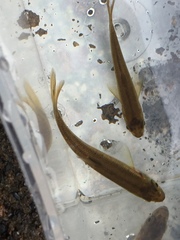 Clinostomus funduloides