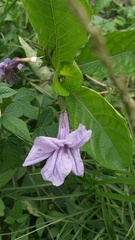 Ruellia tuberosa