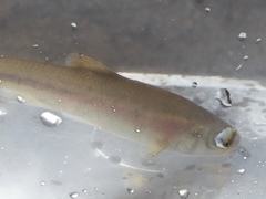 Clinostomus funduloides