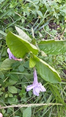 Ruellia tuberosa