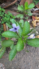 Ruellia tuberosa