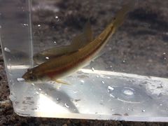 Clinostomus funduloides