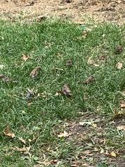 Passer domesticus domesticus