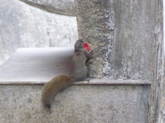 Callosciurus erythraeus