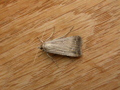 Tathorhynchus fallax