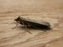 Tathorhynchus fallax