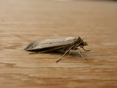 Tathorhynchus fallax