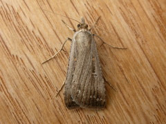 Tathorhynchus fallax