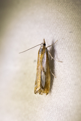 Catoptria latiradiellus