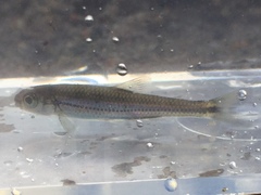 Notropis telescopus