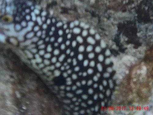 Muraena melanotis
