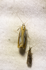 Catoptria latiradiellus