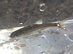 Notropis telescopus