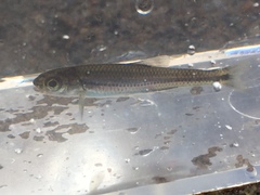 Notropis telescopus