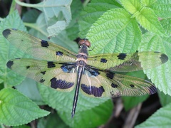 Rhyothemis variegata
