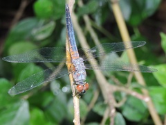 Brachydiplax chalybea