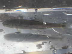 Notropis telescopus