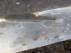 Notropis telescopus
