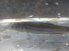 Notropis telescopus