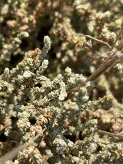 Atriplex julacea