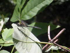 Corduliidae