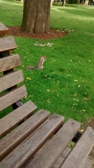 Sciurus carolinensis