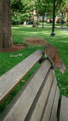 Sciurus carolinensis