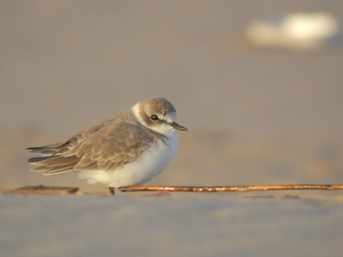 Kentish Plover