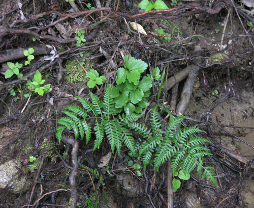 Athyrium yokoscense (Athyrium yokoscense)