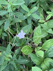 Richardia grandiflora