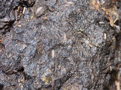 Armadilloniscus ellipticus