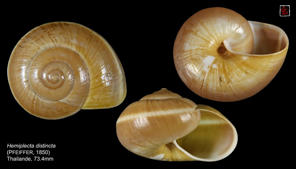 Hemiplecta distincta