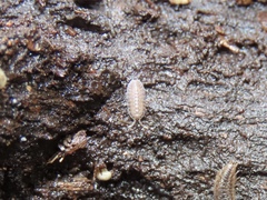 Armadilloniscus ellipticus