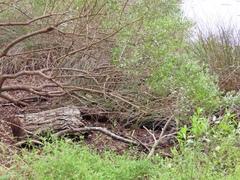 Armadilloniscus ellipticus