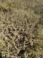 Atriplex watsonii