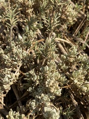 Atriplex watsonii