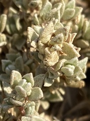 Atriplex watsonii