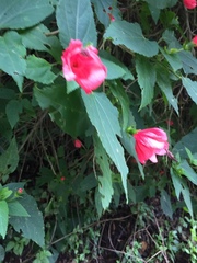 Malvaviscus penduliflorus