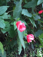 Malvaviscus penduliflorus