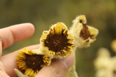 Espeletia barclayana