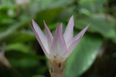 Goeppertia loeseneri