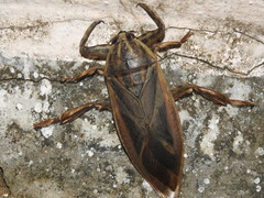 Lethocerus indicus