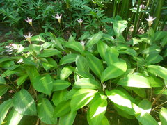 Goeppertia loeseneri