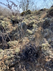Dudleya cultrata