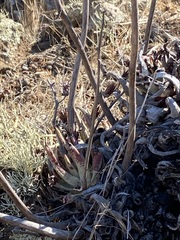 Dudleya cultrata