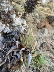 Dudleya cultrata