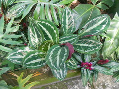 Goeppertia picturata