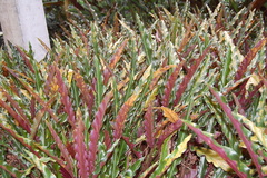 Goeppertia rufibarba