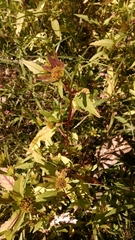 Bidens comosa